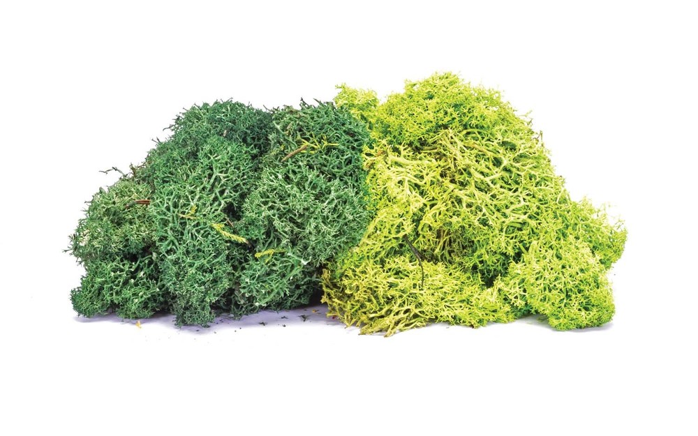 Hornby Lichen - Large Green Mix