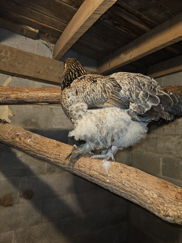 Brahma chicken hatching eggs (10 +2)