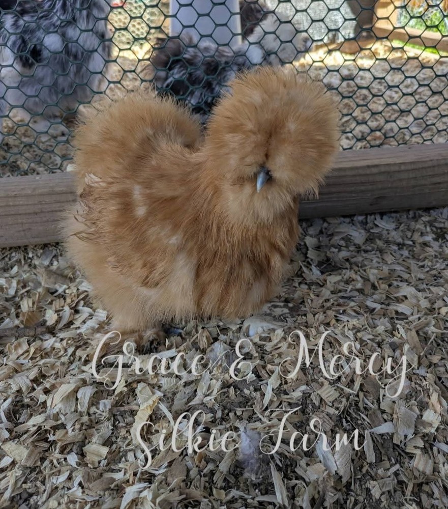 12+ Quality Buff Silkie Eggs NPIP