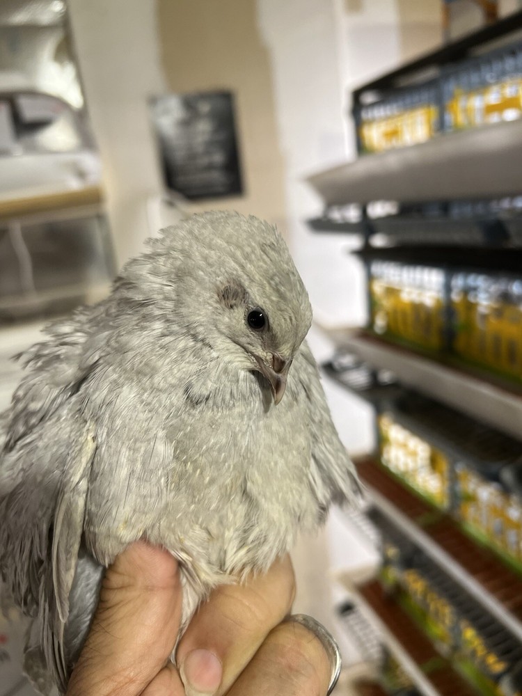 48 Mix All Rare Quail Hatching Eggs