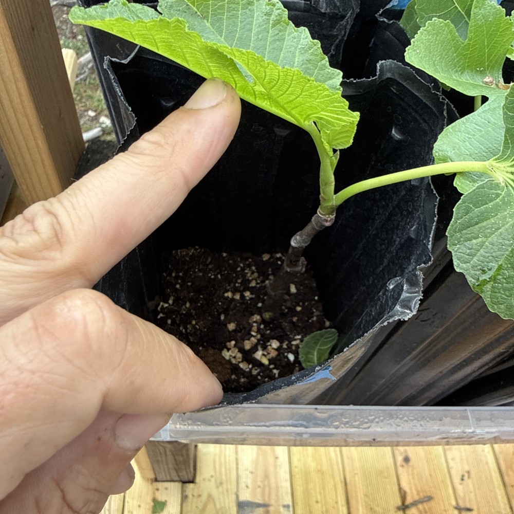 Green Ischia Fig Tree young 🌲