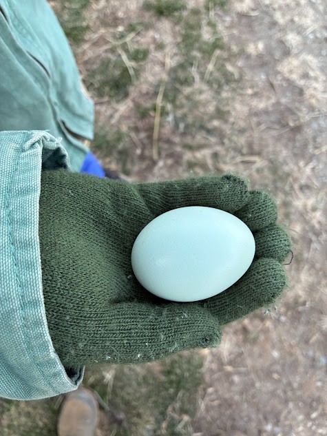 Cream Legbar Hatching Eggs 10++