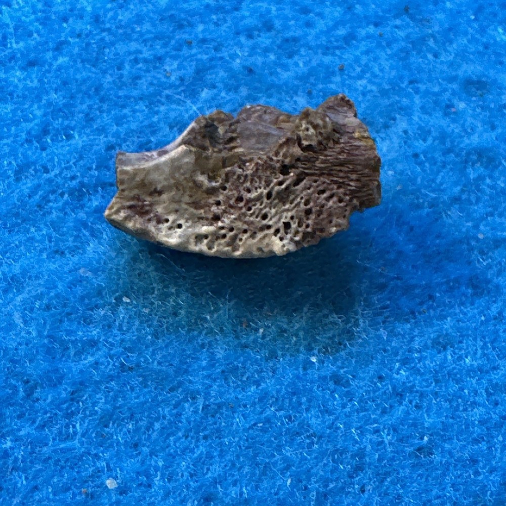 Eryops Fossil Skull Section Before Dinosaurs in Display Case