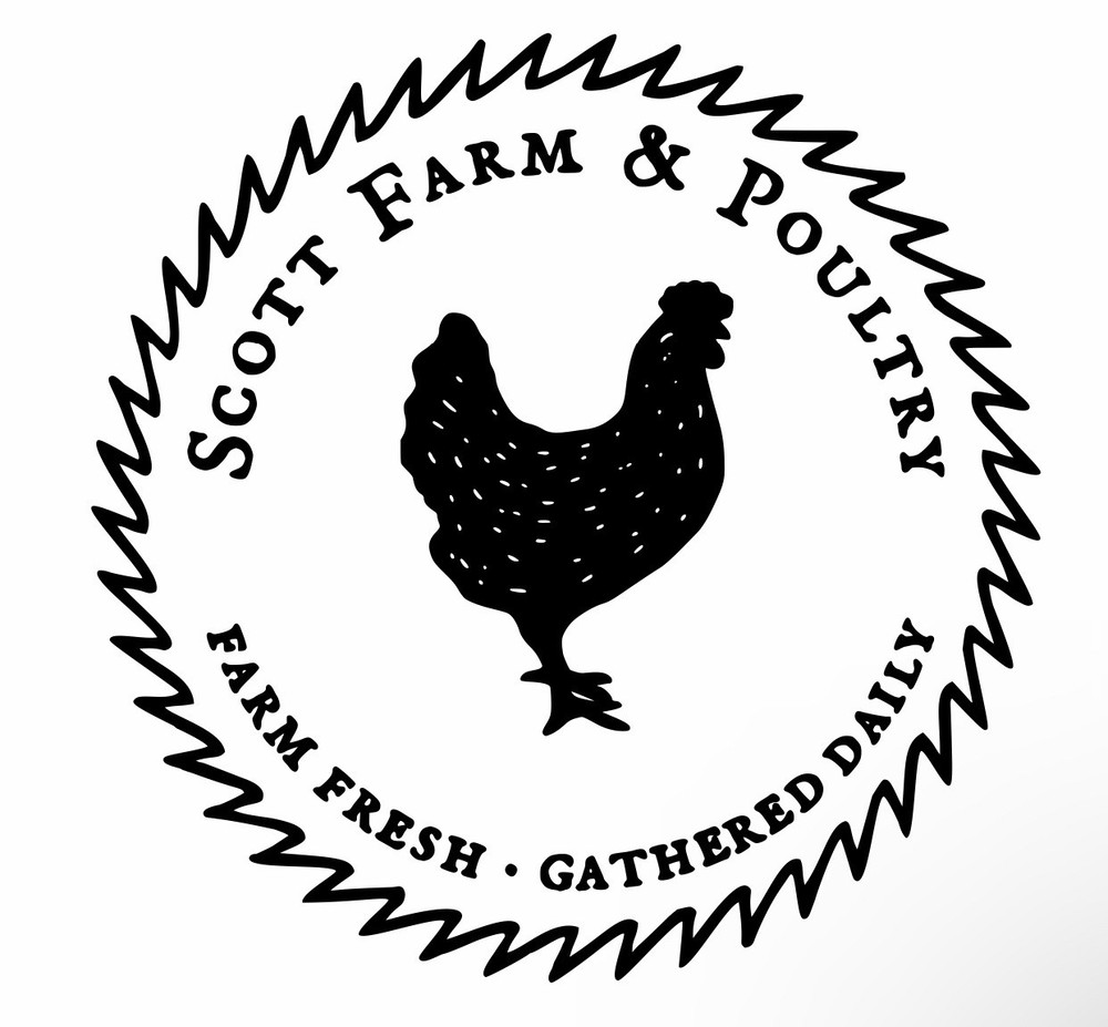 6 Chocolate Heritage Breed Turkey Hatching Eggs