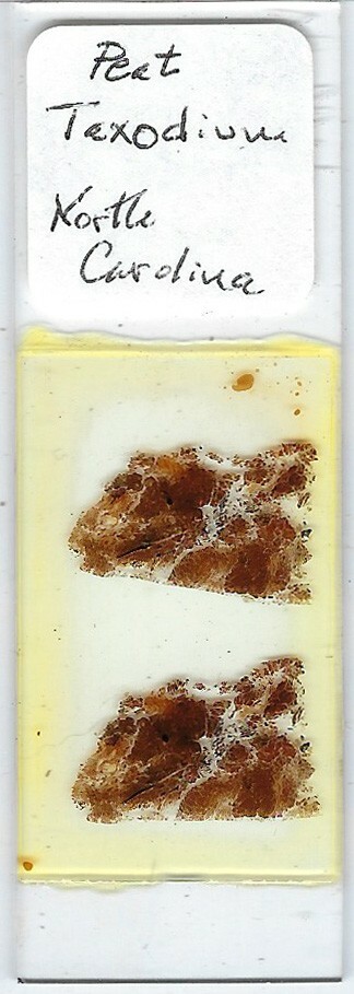 Taxodium Peat from North Carolina Microscope Slide