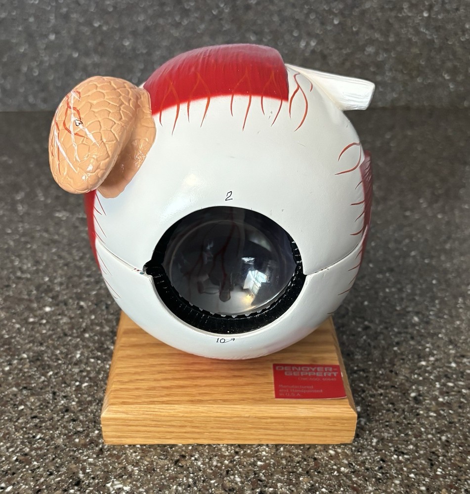 Human Anatomy Eye Model
