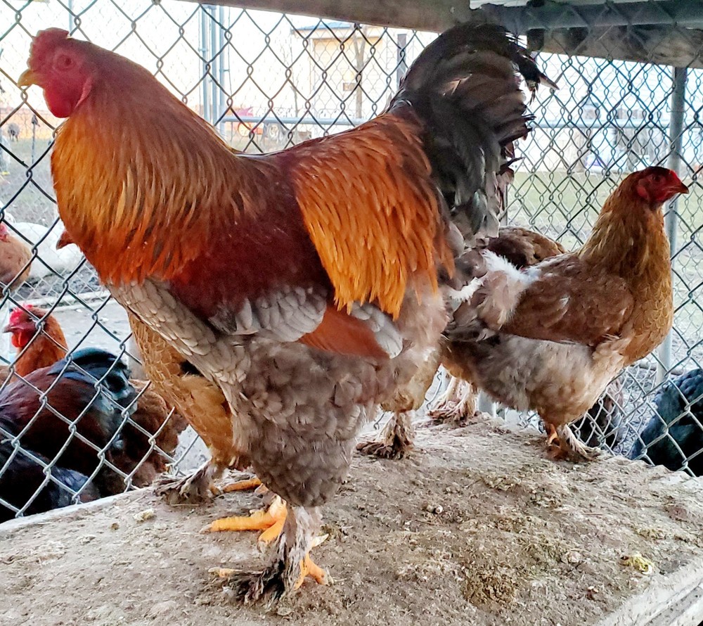 Blue Partridge Brahma Hatching Eggs 8+
