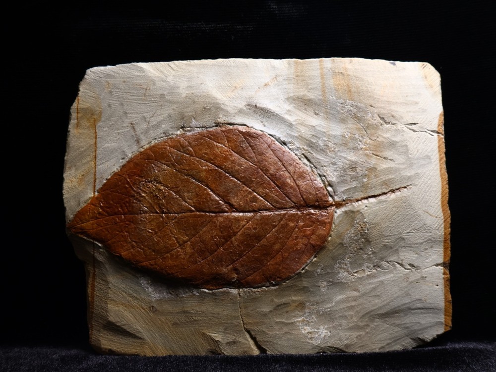 Unusual Leaf Fossil, Glendive, MT