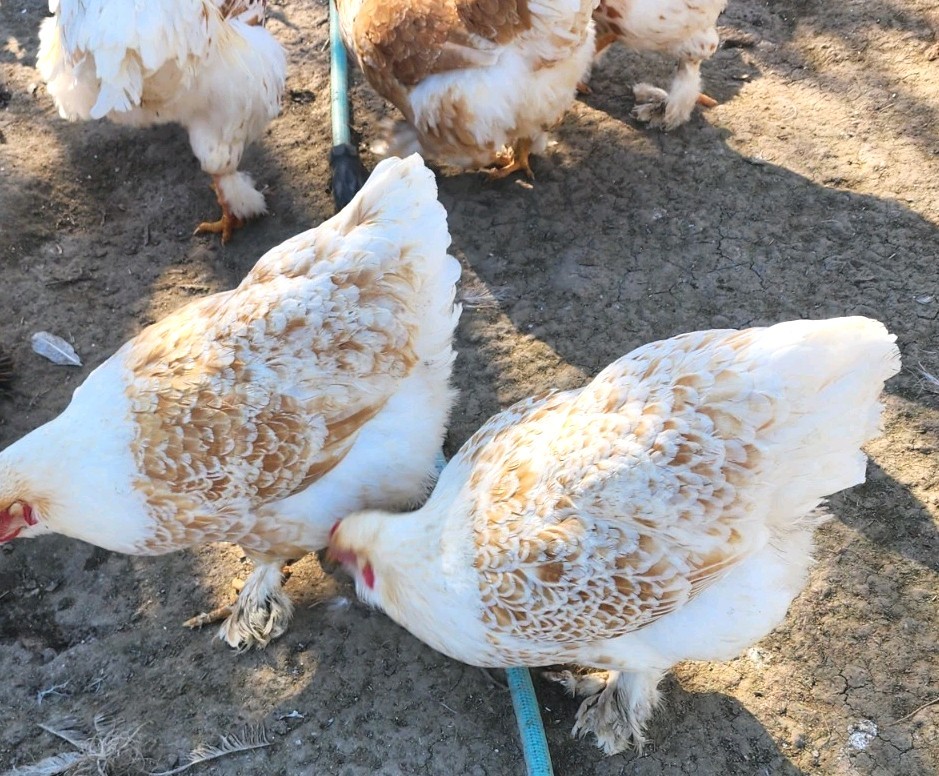 8+ Beautiful Buff Laced Brahma Hatching Eggs