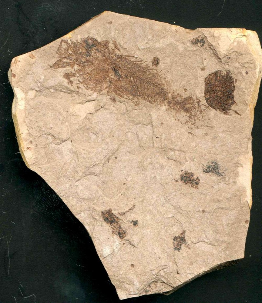 Oligocene Fossil Fish - Serranus sp.