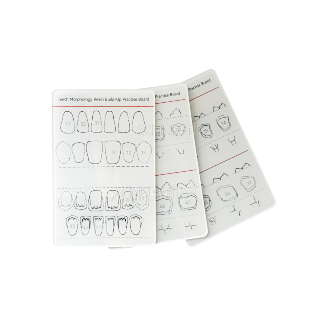 Dental Caries Decay Teeth Model Tooth Simulate Class Ⅱ Resin Restore Template