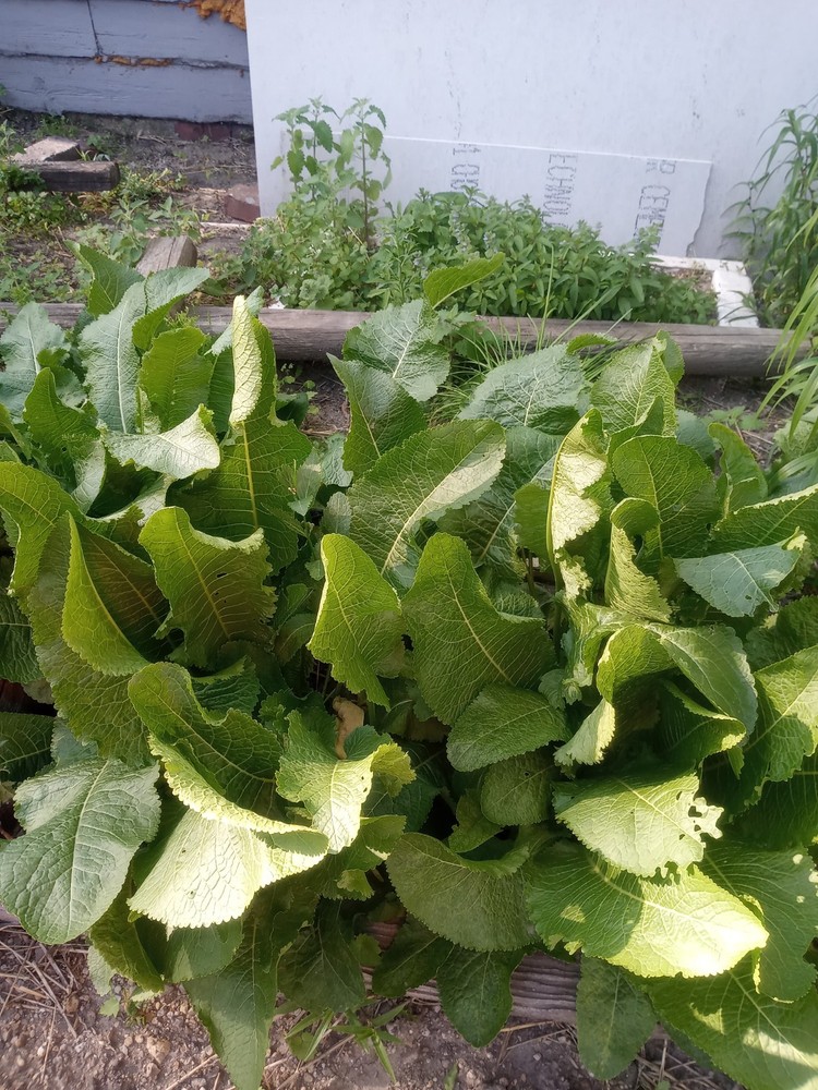 Horseradish root for planting