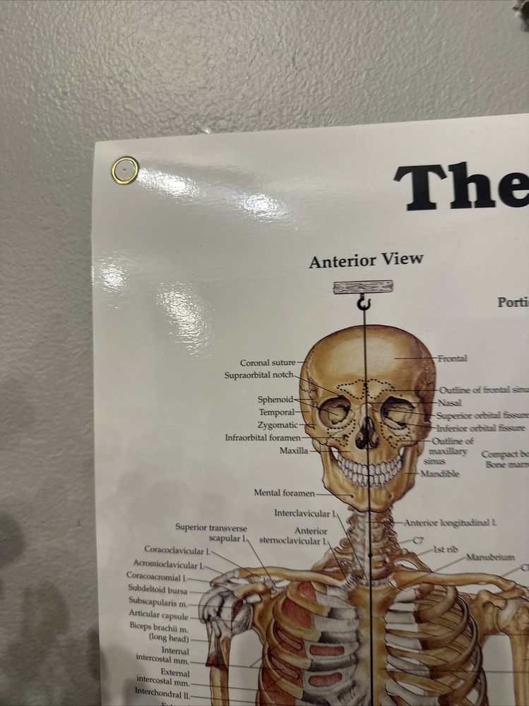 Oddity Skeletal System Anatomical Chart Poster ￼ Laminated Learning 20x26