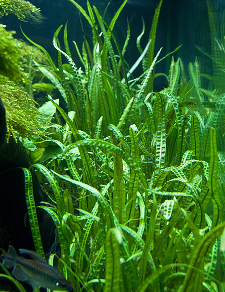 Cryptocoryne Crypt Balansae