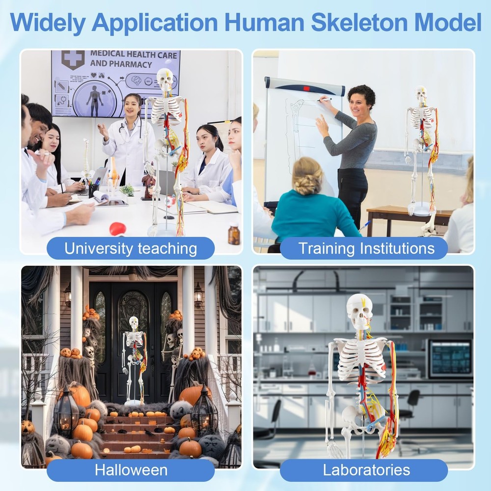 33.4-Inch Human Skeleton Model, a Mini Skeleton Anatomy Model with Removable ...