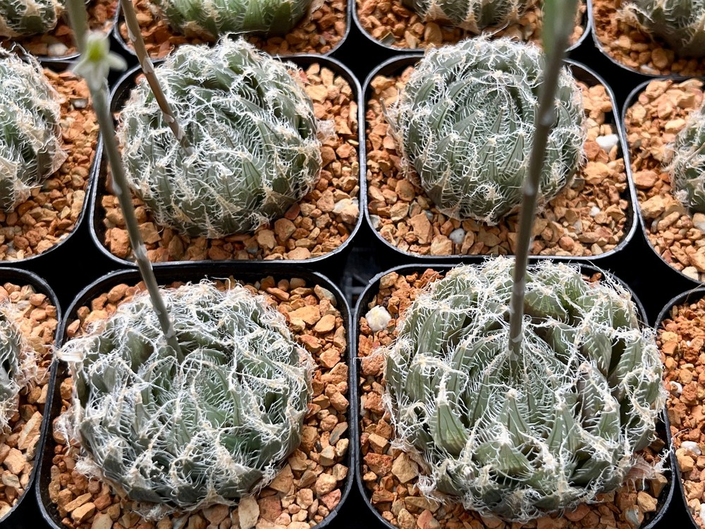 Haworthia arachnoidea 2.5”