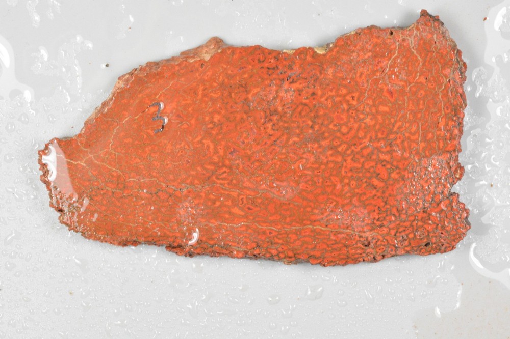Orange Agatized Dinosaur Bone, New Mexico, 80 grams