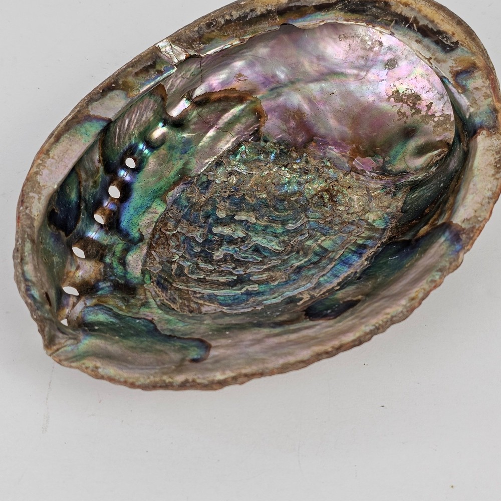 Abalone Shell 4.5" x 6" x 1 7/8"