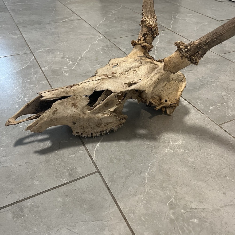 Genuine Weathered Elk Antlers/Mount- Rustic Decor