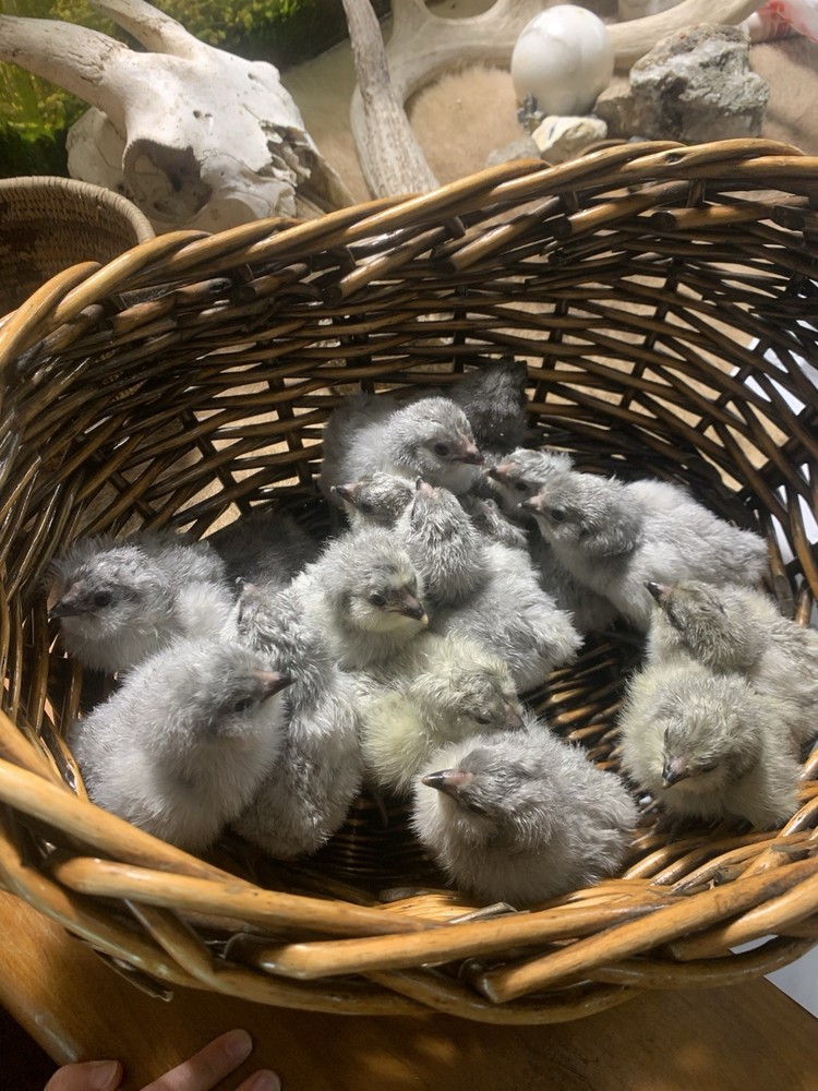 12 Lavender Ameraucana Hatching Eggs