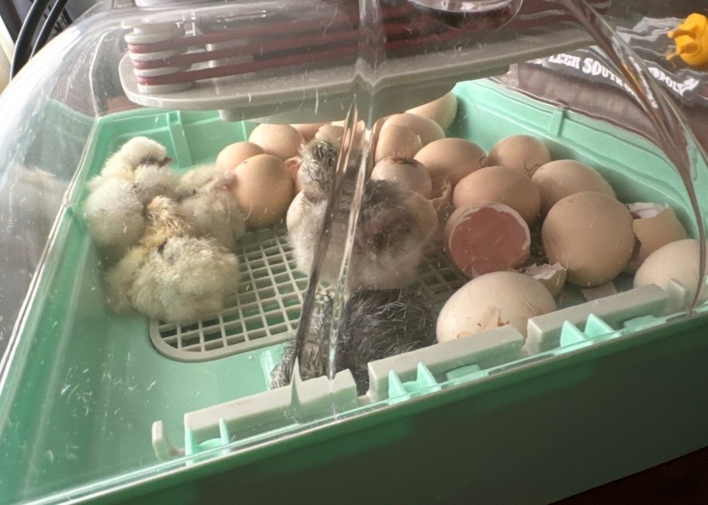 Silkie Hatching Eggs 12+, Multi Colored, Possible Frizzle