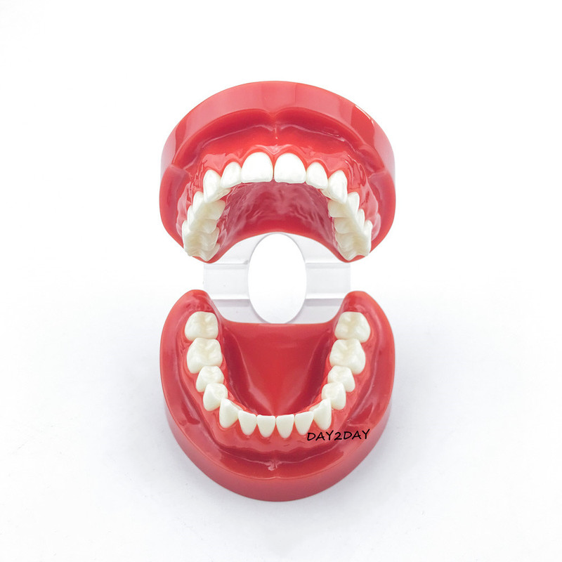 Teeth Model Typodont Demonstration Adult Standard Model Dental Study Model