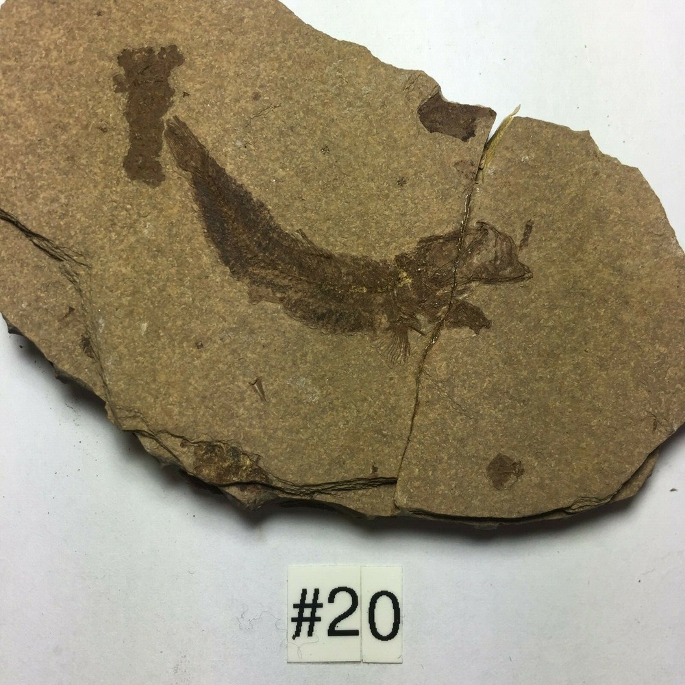 FOSSIL FISH CLUPEA