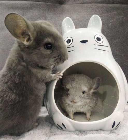 Japanese Style Hideouts!/TOTORO Hideout(M)