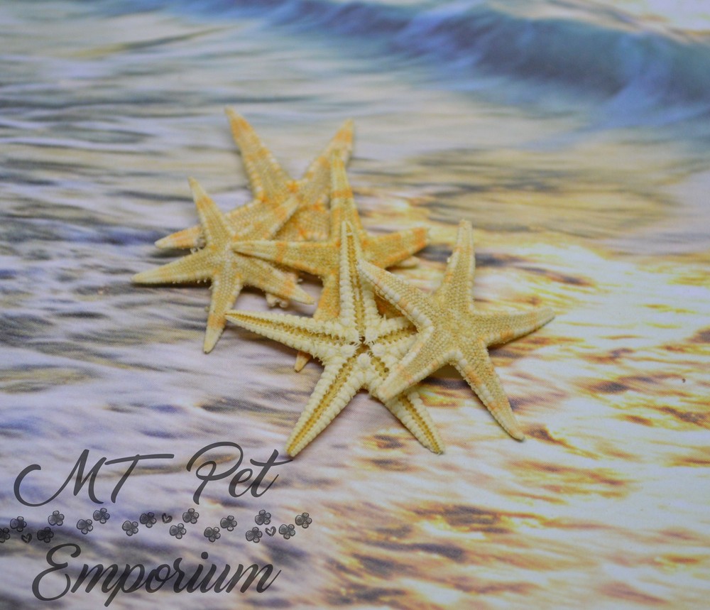 Mini Starfish - Hermit Crab Food