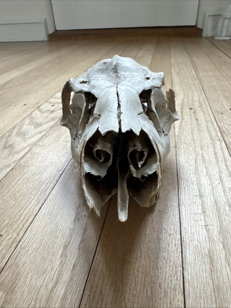 Animal Skull ? Deer Real
