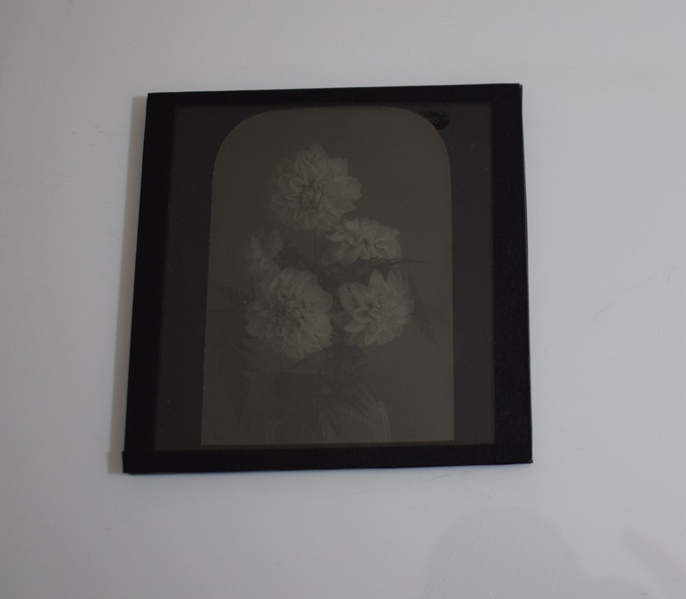 FLOWERS IN VASE NO2 CHRYSANTHEMUMS C1910 Magic Lantern Slide FLOWER STUDY