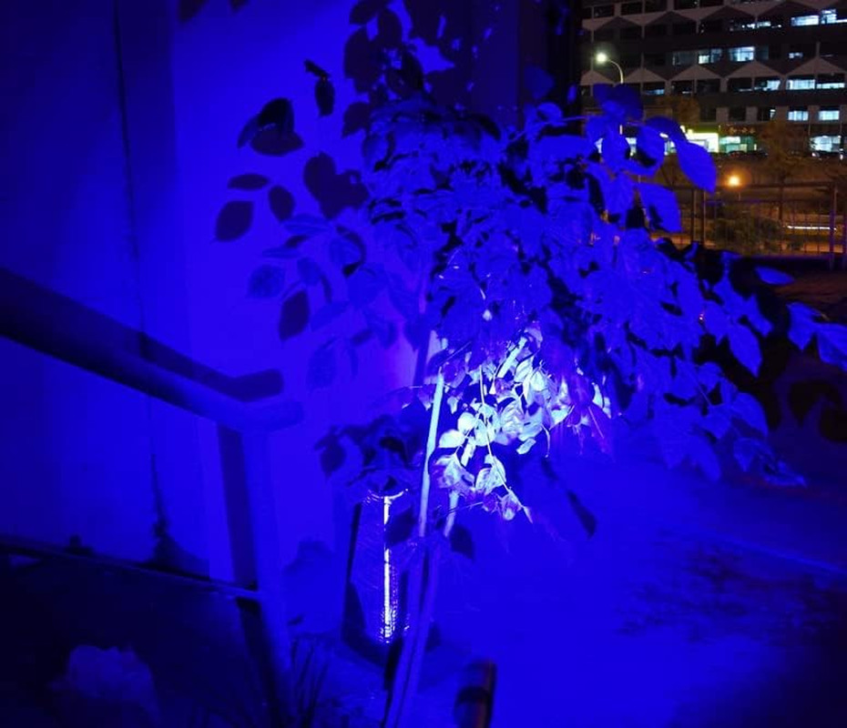 2 X Blue Light Penlight Pen Type Flashlight One Mode Blue Light LED Torch for Ca