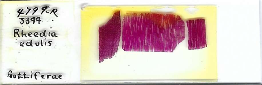 Monkey Fruit Rheedia edulis Microscope Slide