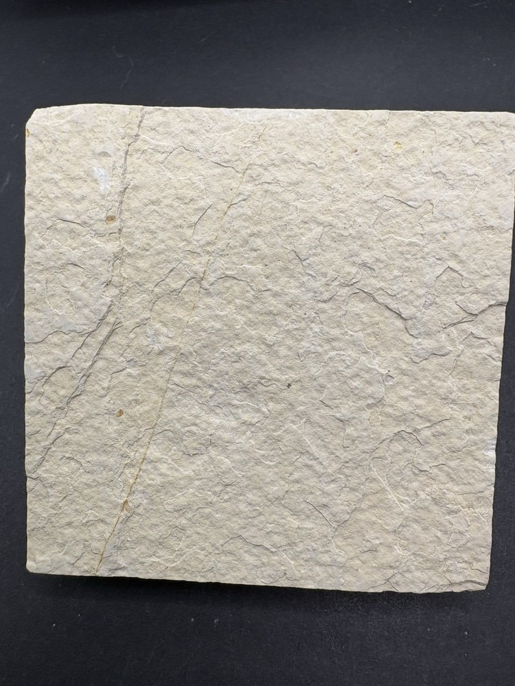 Crocodile Tooth- Green River Formation- Eocene- Wyoming