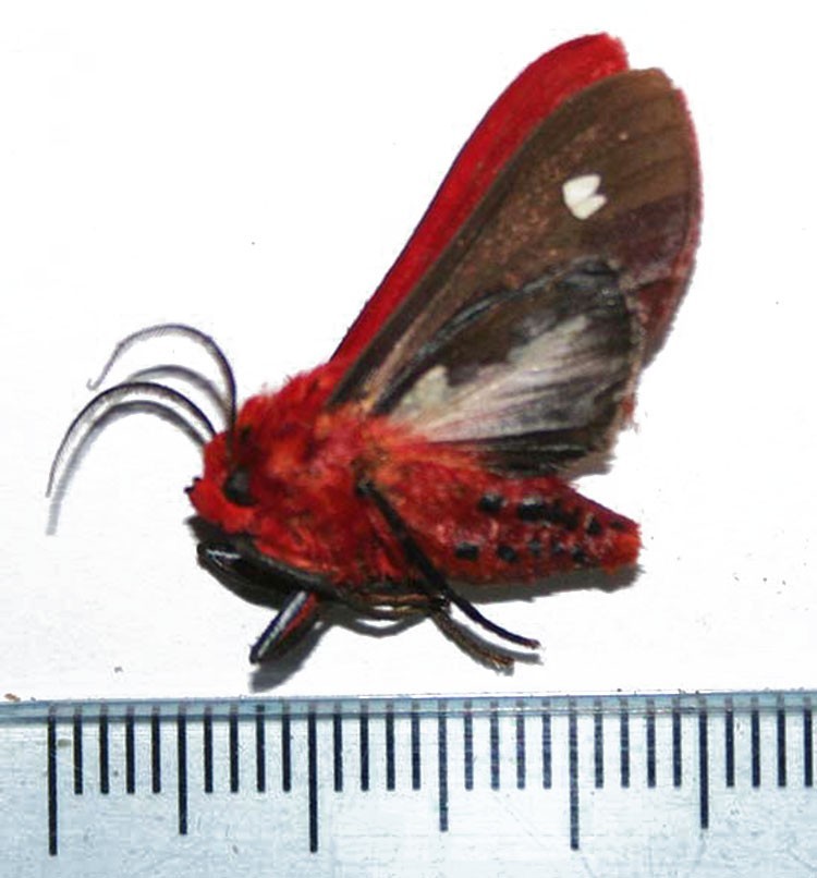 Arctiidae, Hypercompe perflammans Rare Moth Specimen Unmounted Peru Entomology