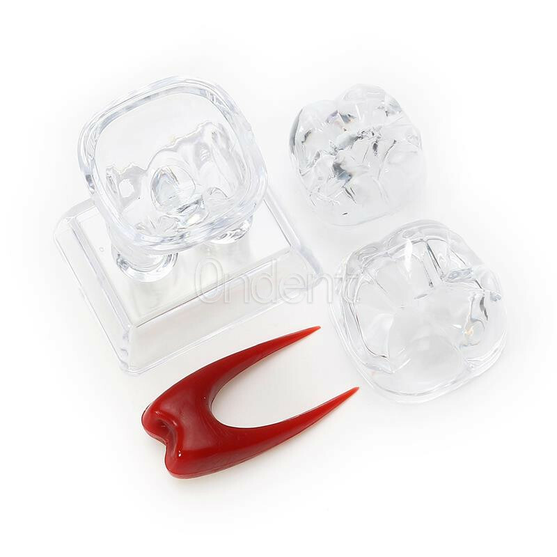2X Detachable Tooth Model Plastic Teeth Crystal Base Separable Teaching Demo New