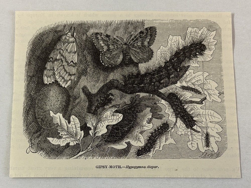 1885 book engraving ~ GYPSY MOTH