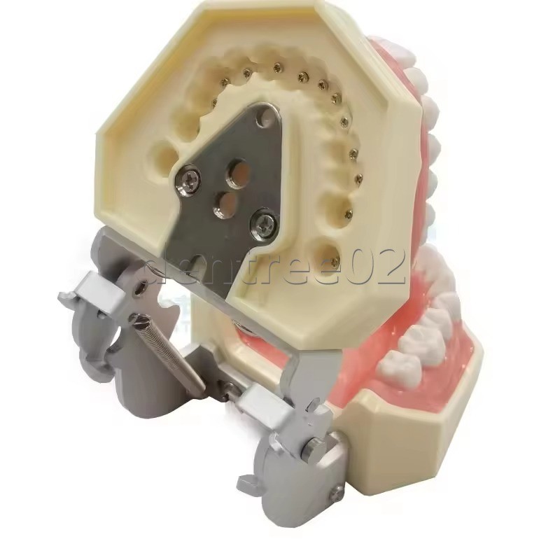 Dental Human Teeth Model Standard Clinic Teaching Demonstration Kit