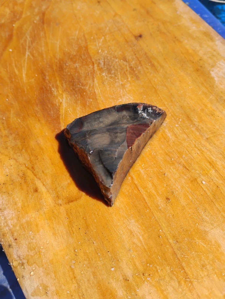 Petrified Wood Cut Once Ready For Display