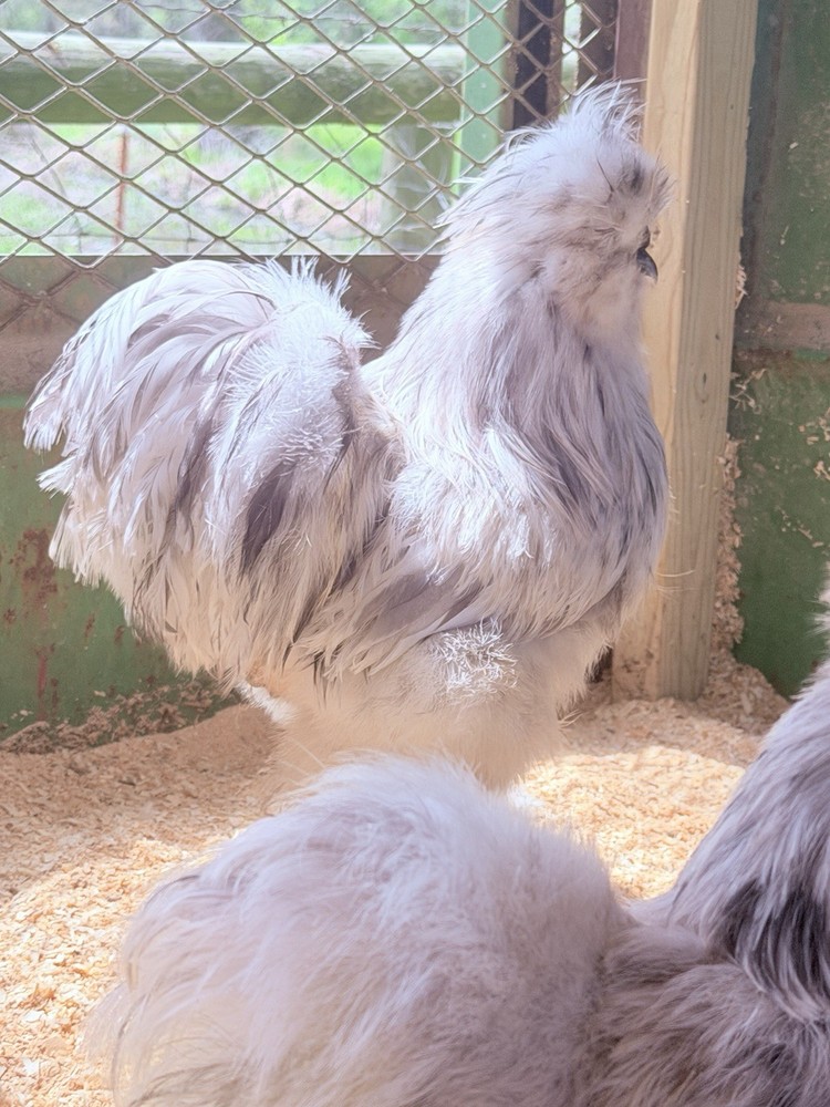 12+ Splash Silkie Hatching Eggs