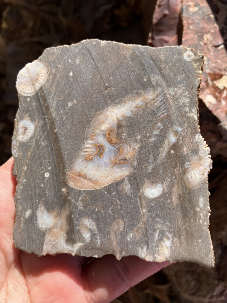 Fossil Stone Slab