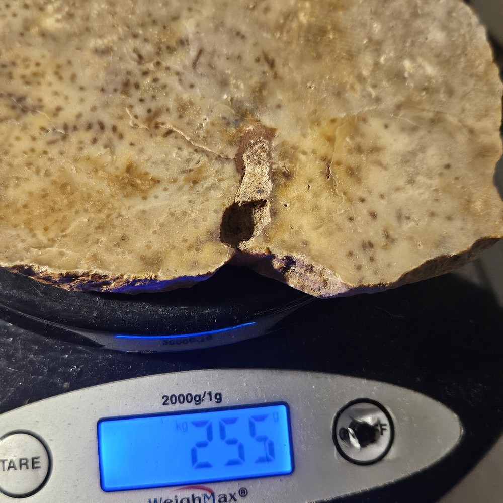 Palmwood Lapidary Slab 255 Grams