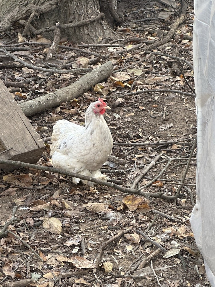 Bantam Cochin Fun Pen
