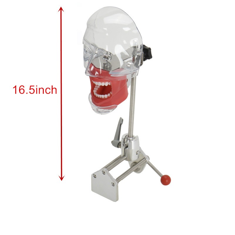 Dental Phantom Head w/ 32 Typodont Teeth Model Typodont Mount Fixed on Table