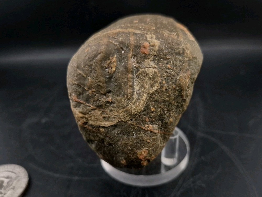 Real Permineralized Dinosaur Half Egg Embro