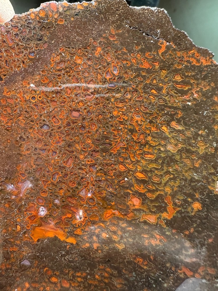 Dinosaur bone rough **hxtled slab.