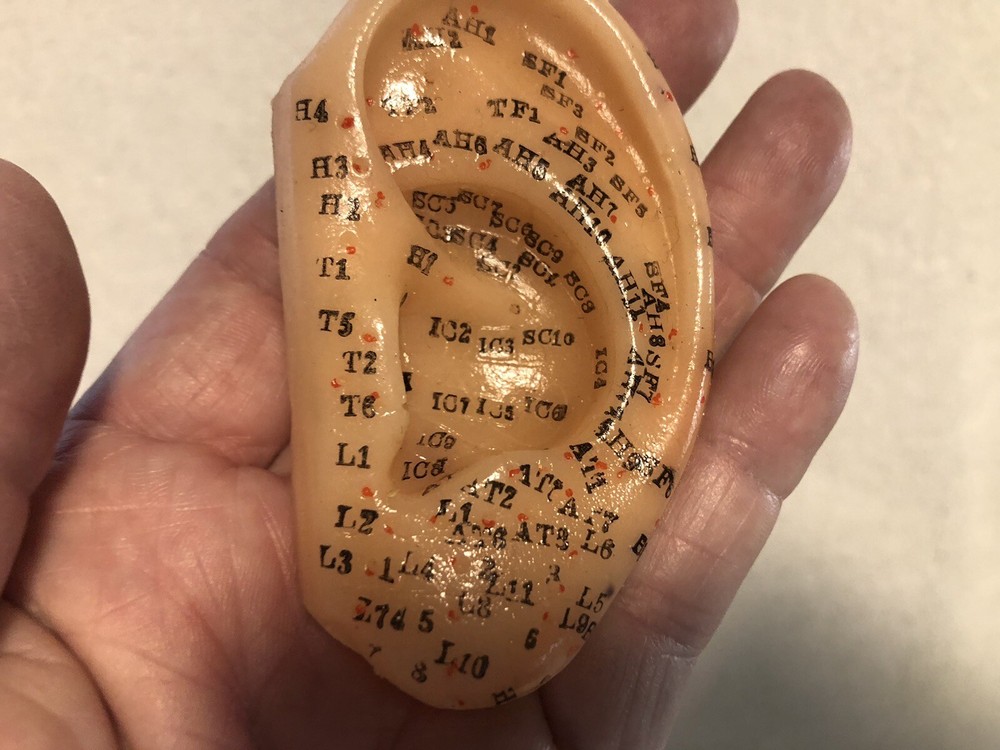 Vtg Human Ear Acupuncture Model w/Acupuncture Points