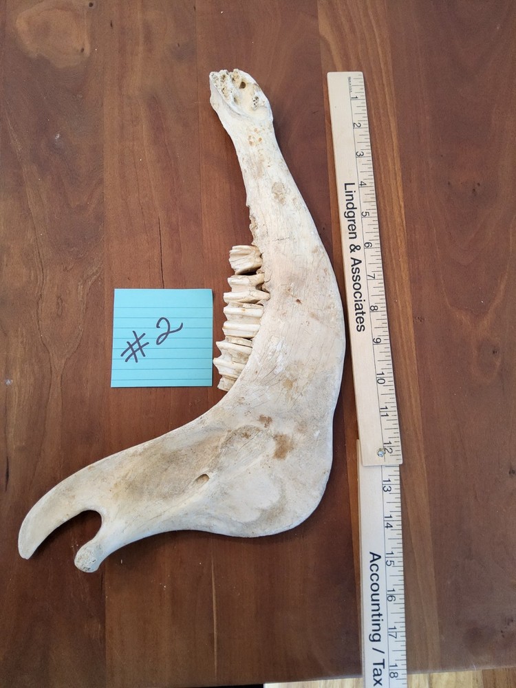 Moose Jaw bone 50 Years Old