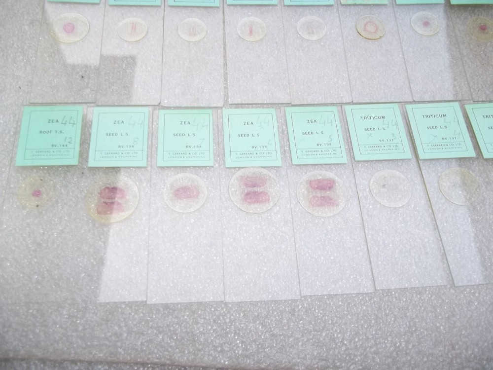 Vintage Glass Microscope Slides -