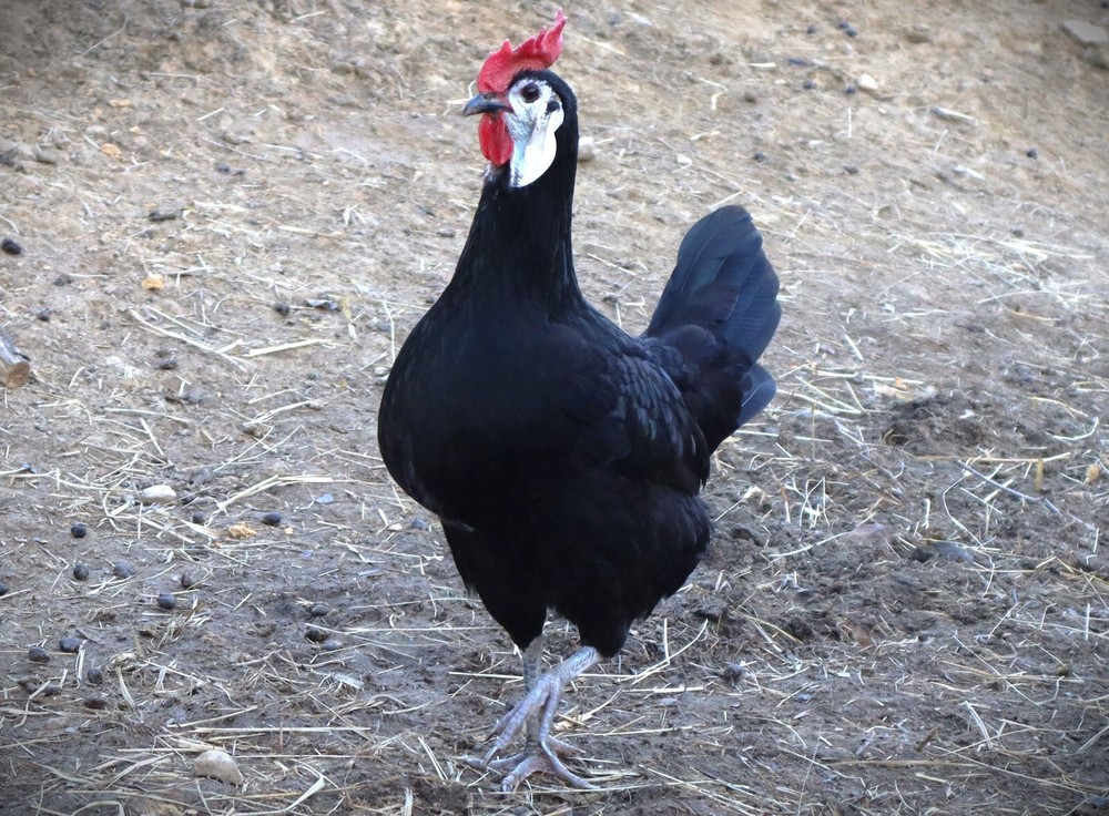 11+1 LF White Face Black Spanish Eggs Imported from Spain